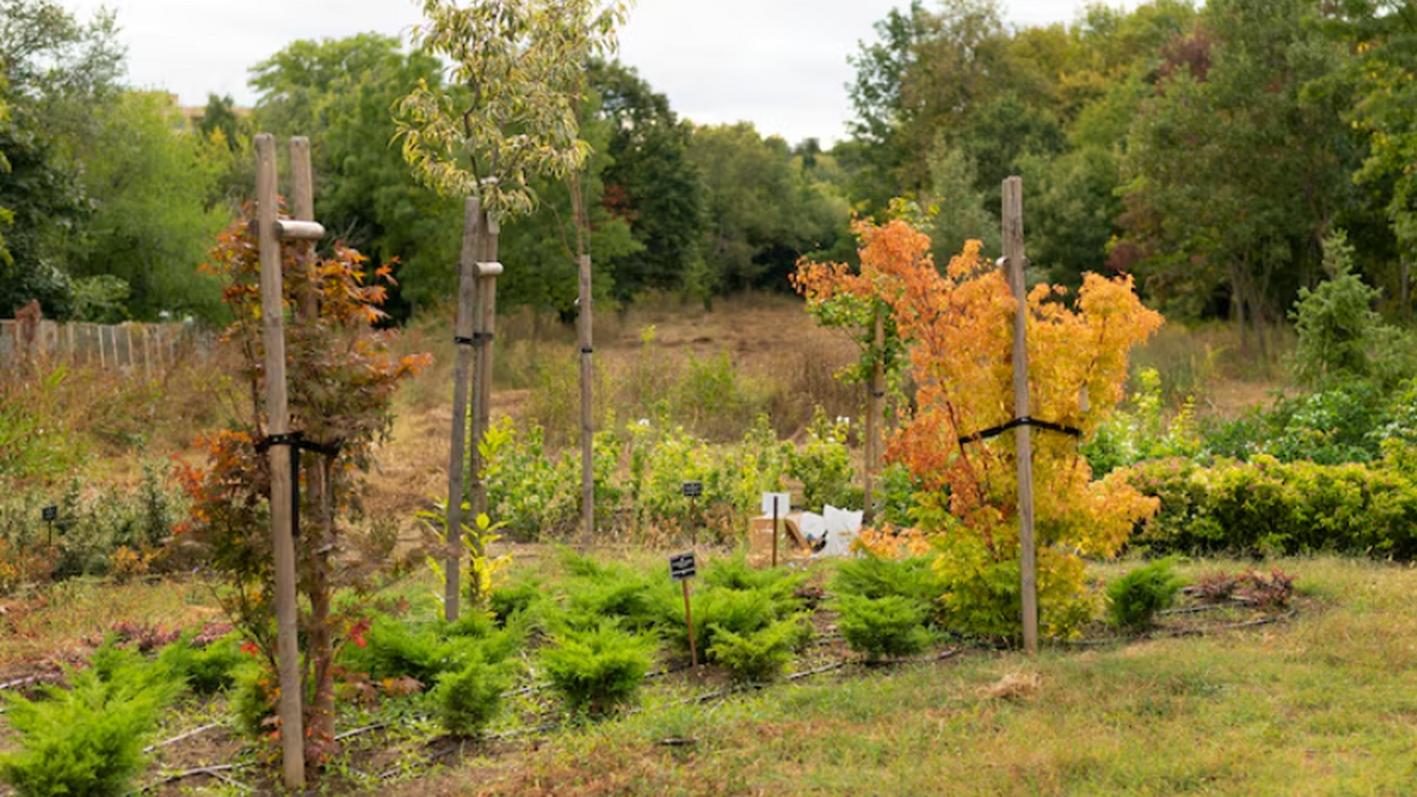 Чем обработать сад осенью: железный купорос про...