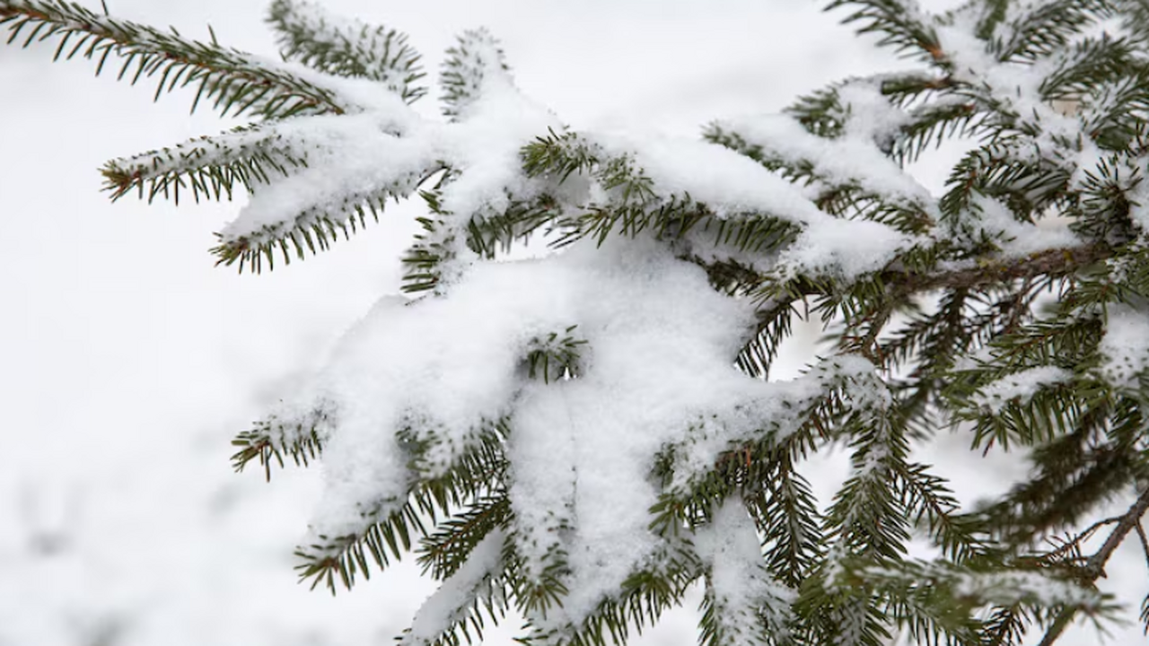 Теплый ноябрь принесет нам сюрпризы: в Гидрометцентре опубликовали пугающий прогноз Снега в европейской части России не будет: сино...