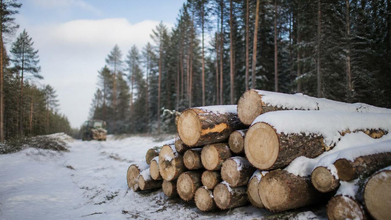 Лес под Мурманском вырубят за 21 миллион ради газопровода «Газпром проектирование» объявило тендер на рас...