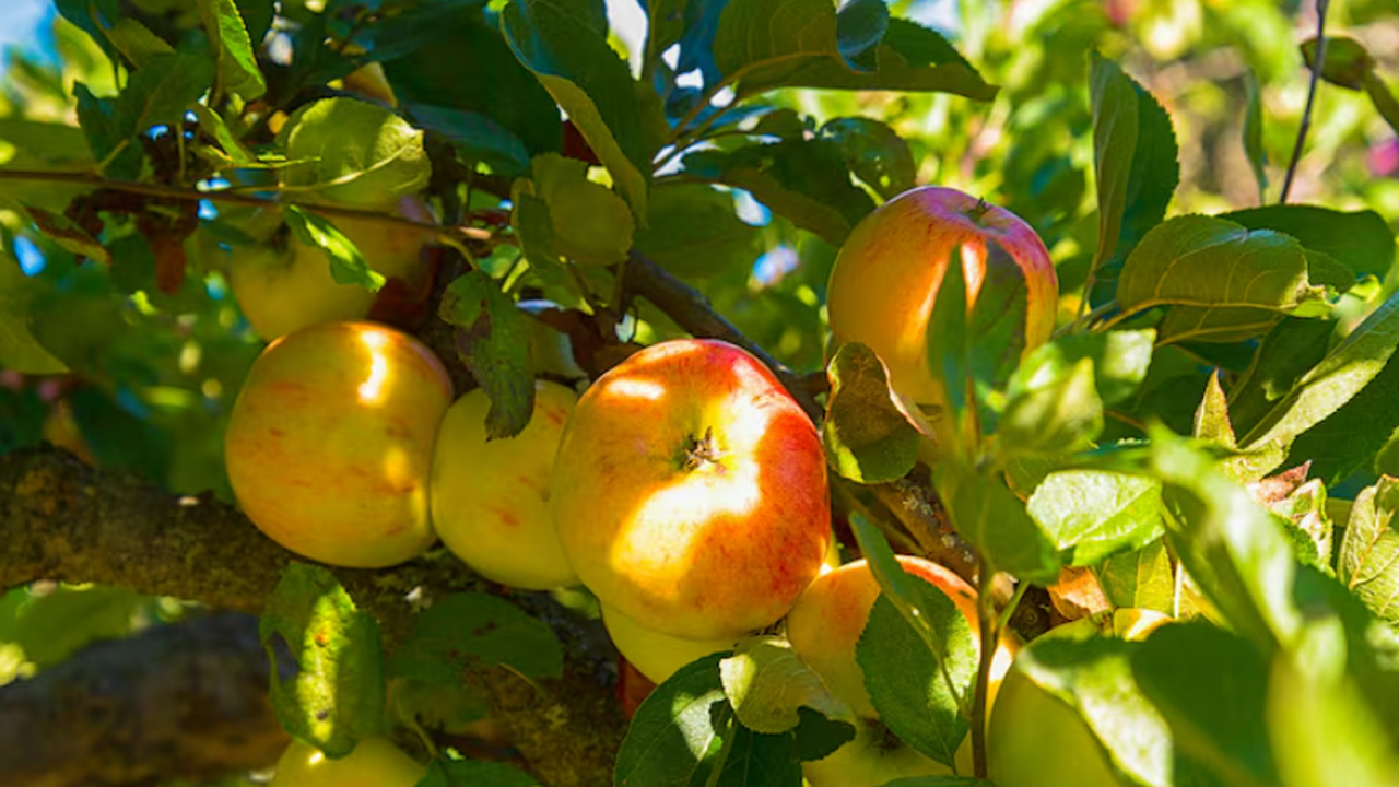 Как собрать урожай яблок с высоких деревьев без...