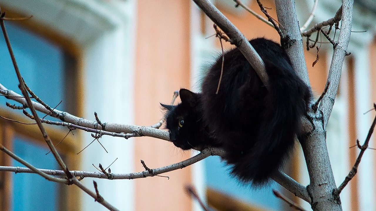 Даты уже определены: в России вводится обязательная маркировка домашних питомцев В России введут обязательную регистрацию домашн...