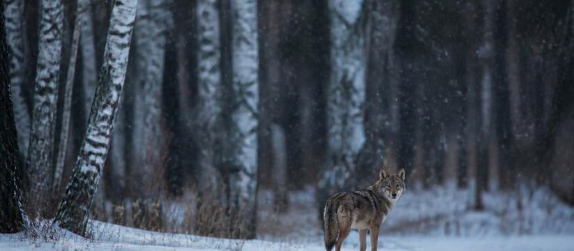 Шакалы подходят к Мурманской области: хищники расселились по 27 регионам Шакалы расселились по 27 регионам России и дошл...
