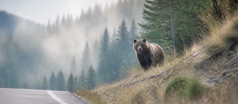 В Румынии медведь напал на мужчину, стоявшего у...
