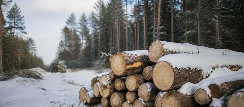 Лес под Мурманском вырубят за 21 миллион ради газопровода «Газпром проектирование» объявило тендер на рас...