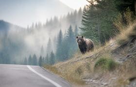 Нападение медведя на мужчину сняли на видео