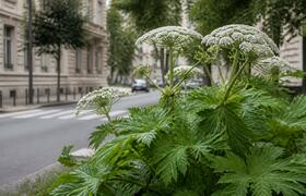Мурманчан просят помочь найти борщевик