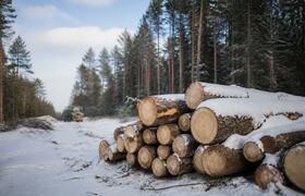 Лес под Мурманском вырубят за 21 миллион ради г...